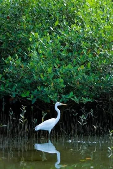 Kadalundi Bird Sanctuary