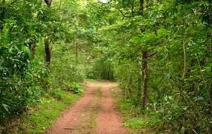 Kareem's Forest Park